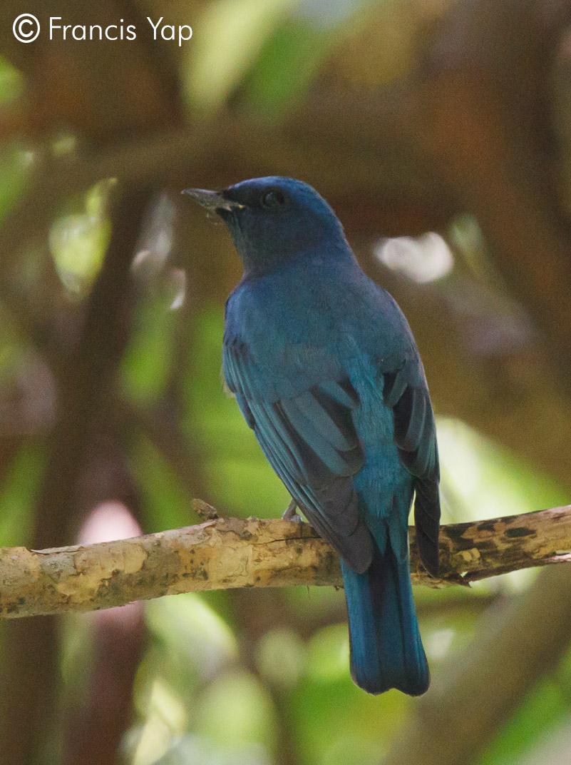 Cyanoptila cumatilis